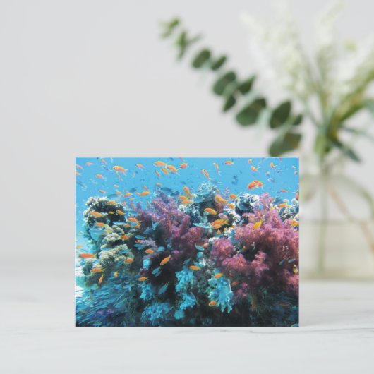 熱帯オレンジ色の魚とピンク色のサンゴ シーズンポストカード (スタンド正面)
