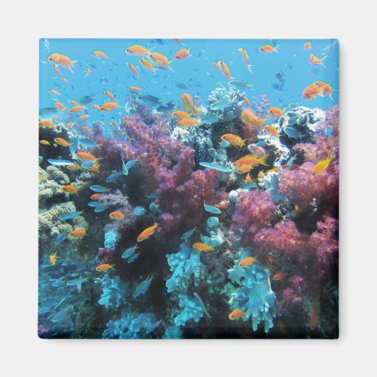 熱帯オレンジ色の魚とピンク色のサンゴ マグネット (正面)