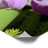 熱帯カトレヤオーキッドフラワー ポスター (角)