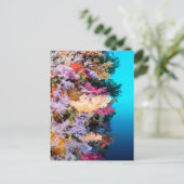 熱帯サンゴ礁 ポストカード (スタンド正面)