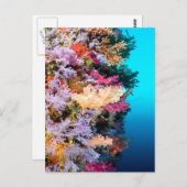 熱帯サンゴ礁 ポストカード (正面/裏面)
