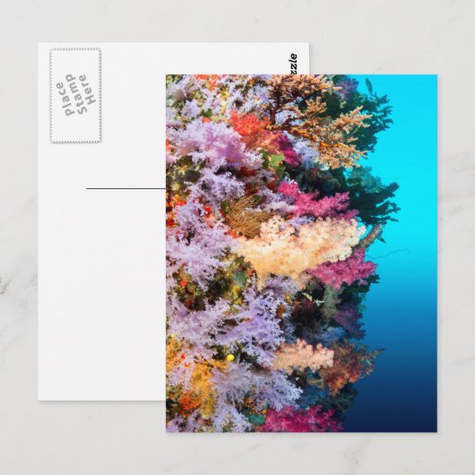 熱帯サンゴ礁 ポストカード (正面/裏面)