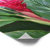 熱帯ショウガの花 ポスター (角)