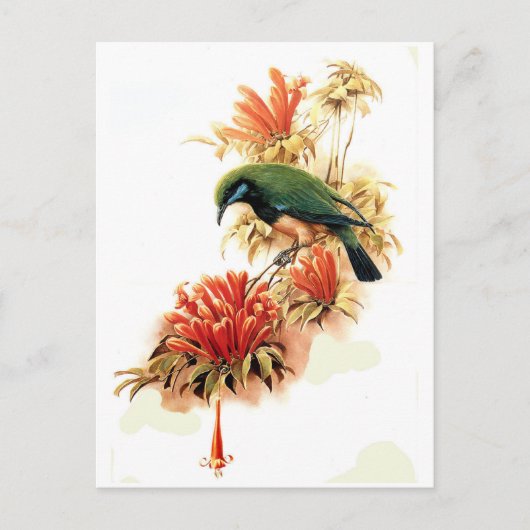 熱帯スプレンダー ポストカード (正面)