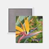 熱帯ハワイアンフラワーズバードオブパラダイスカウアイ マグネット (正面/裏面)