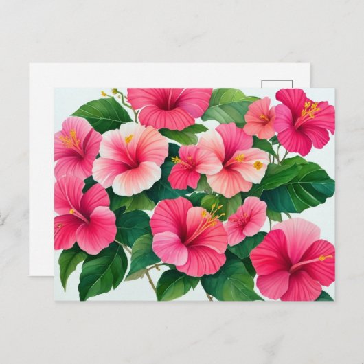 熱帯ハワイ産ピンクと白のハイビスカス ポストカード (正面/裏面)