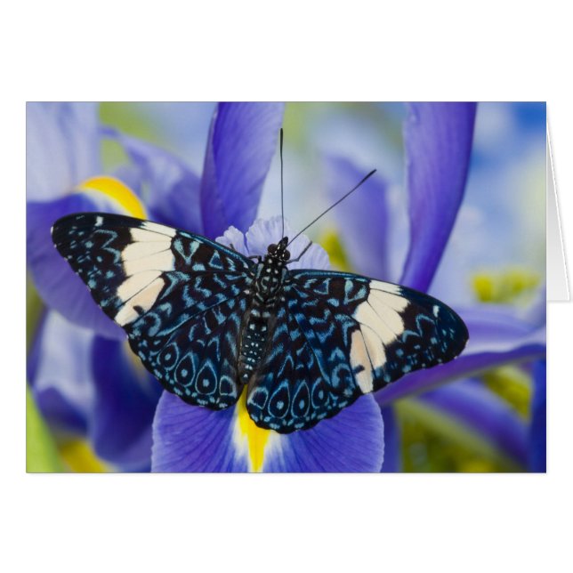 熱帯バタフライパープルアイリス (正面横)