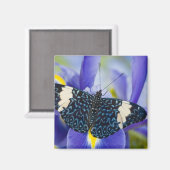 熱帯バタフライパープルアイリス マグネット (正面/裏面)