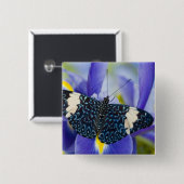 熱帯バタフライパープルアイリス 缶バッジ (正面&裏面)