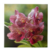 熱帯バンダの蘭の集り タイル (正面)