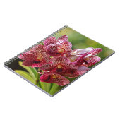 熱帯バンダの蘭の集り ノートブック (左側)