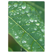 熱帯パパイヤの葉に雨粒 クリップボード (裏面)