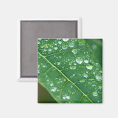 熱帯パパイヤの葉に雨粒 マグネット (正面/裏面)