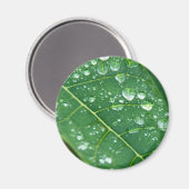 熱帯パパイヤの葉に雨粒 マグネット (正面/裏面)