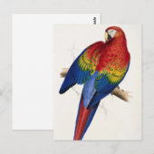 熱帯パロットはがき ポストカード (正面/裏面)