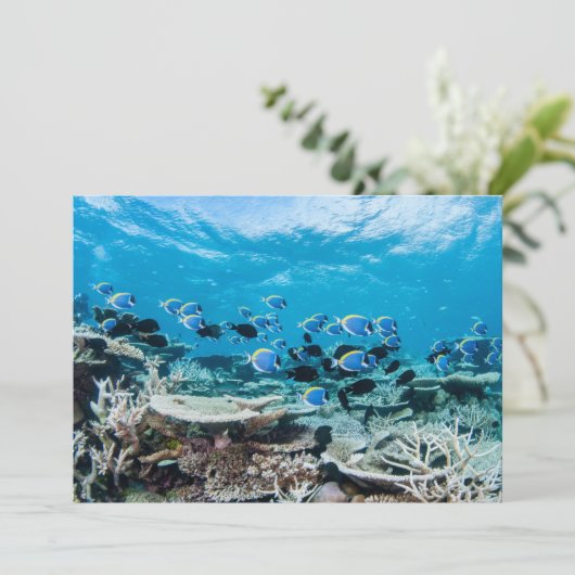 熱帯ビーチ |サンゴの中のチョウザメ サンキューカード (スタンド正面)