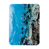 熱帯ビーチ |サンゴの中のチョウザメ マグネット (縦)