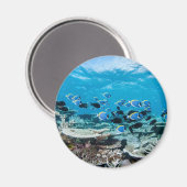 熱帯ビーチ |サンゴの中のチョウザメ マグネット (正面/裏面)