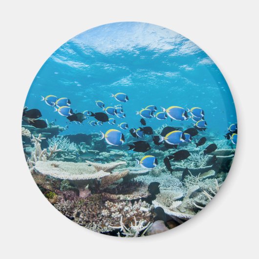 熱帯ビーチ |サンゴの中のチョウザメ マグネット (正面)