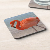 熱帯ビーチ |フラミカリブのンゴ、アルバ コースター (左側)