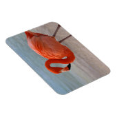 熱帯ビーチ |フラミカリブのンゴ、アルバ マグネット (右側)