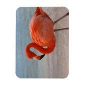 熱帯ビーチ |フラミカリブのンゴ、アルバ マグネット (縦)