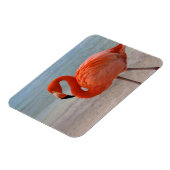 熱帯ビーチ |フラミカリブのンゴ、アルバ マグネット (左側)