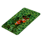 熱帯ピエロ魚 マグネット (左側)