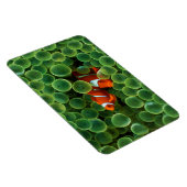 熱帯ピエロ魚 マグネット (右側)