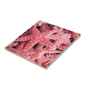 熱帯ピンクのヒトデ タイル (側面)