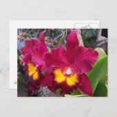 熱帯ピンクの暗い赤紫色カトレヤの蘭の花 ポストカード (正面/裏面)