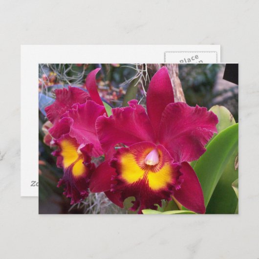 熱帯ピンクの暗い赤紫色カトレヤの蘭の花 ポストカード