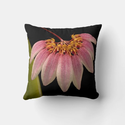 熱帯ピンクの蘭 クッション (裏面)