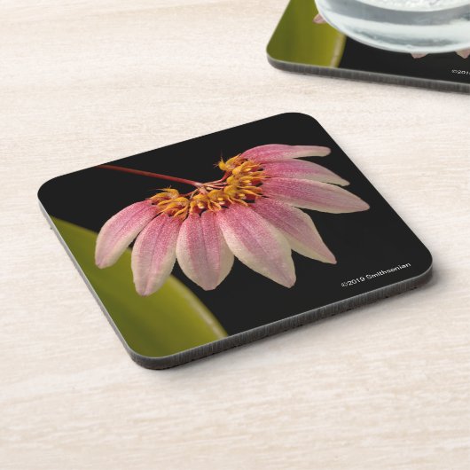 熱帯ピンクの蘭 コースター (左側)