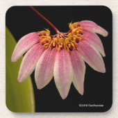 熱帯ピンクの蘭 コースター (正面)