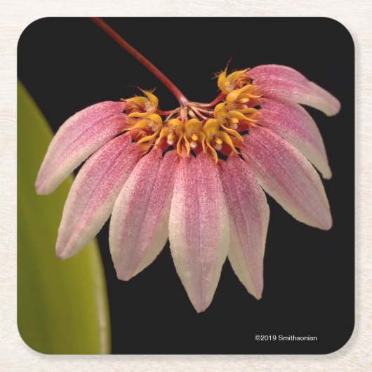 熱帯ピンクの蘭 スクエアペーパーコースター (正面)