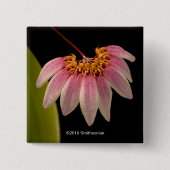 熱帯ピンクの蘭 缶バッジ (正面)