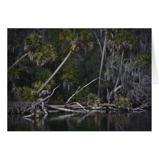 熱帯フロリダ (正面横)