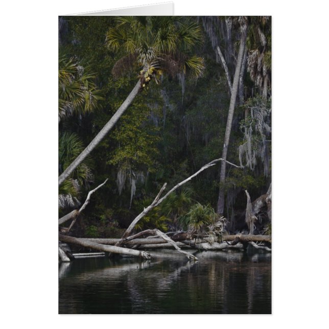 熱帯フロリダ (正面)