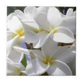 熱帯プルメリアの花 タイル (正面)