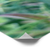 熱帯ヘリコニア ポスター (角)