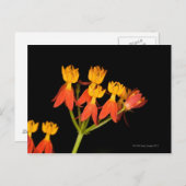 熱帯ミルクウィード(アスレピアスキュラサヴィカ) - ポストカード (正面/裏面)