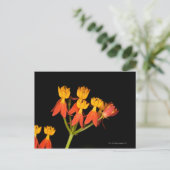 熱帯ミルクウィード(アスレピアスキュラサヴィカ) - ポストカード (スタンド正面)