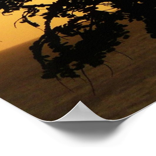 熱帯写真:木の間の夕日 ポスター (角)