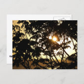 熱帯写真:木の間の夕日 ポストカード (正面/裏面)