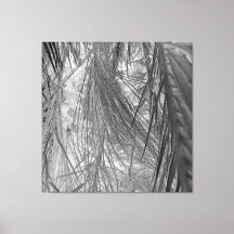 熱帯地方の小声