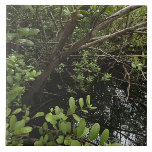 熱帯塩の池 タイル (正面)