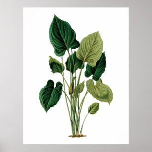 熱帯大きい葉の植物のプリントのphilodendron ポスター