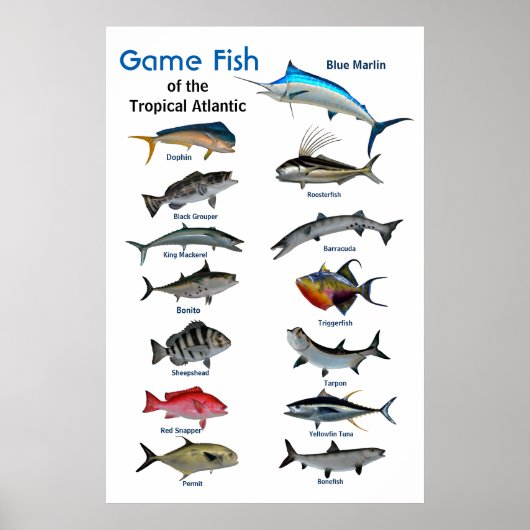 熱帯大西洋のゲーム魚の海ポスター ポスター (正面)