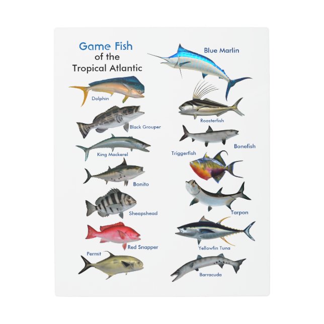 熱帯大西洋の金属芸術のゲームフィッシュ メタルプリント (正面)